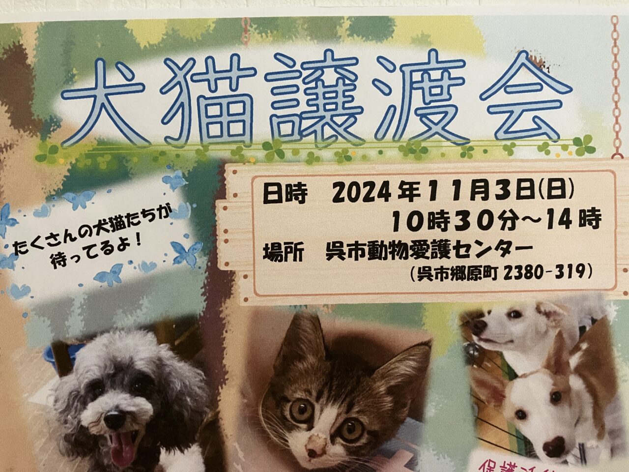 いぬねこ譲渡会