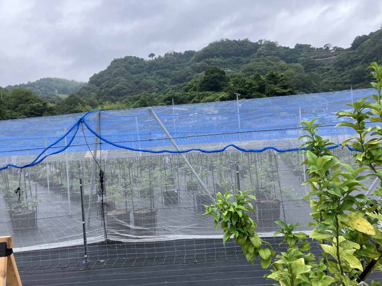ブルーベリーファーム呉