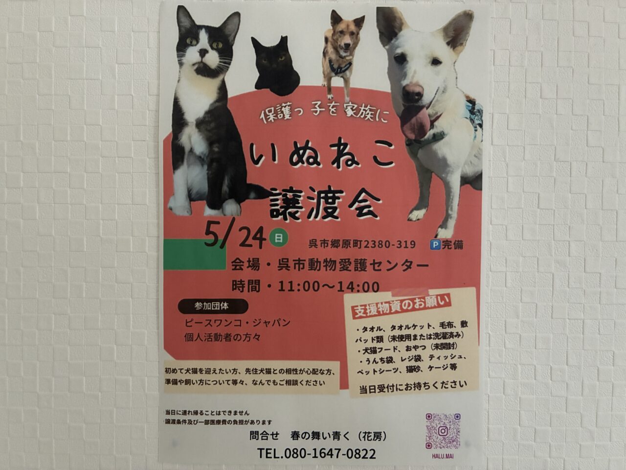 いぬねこ譲渡会