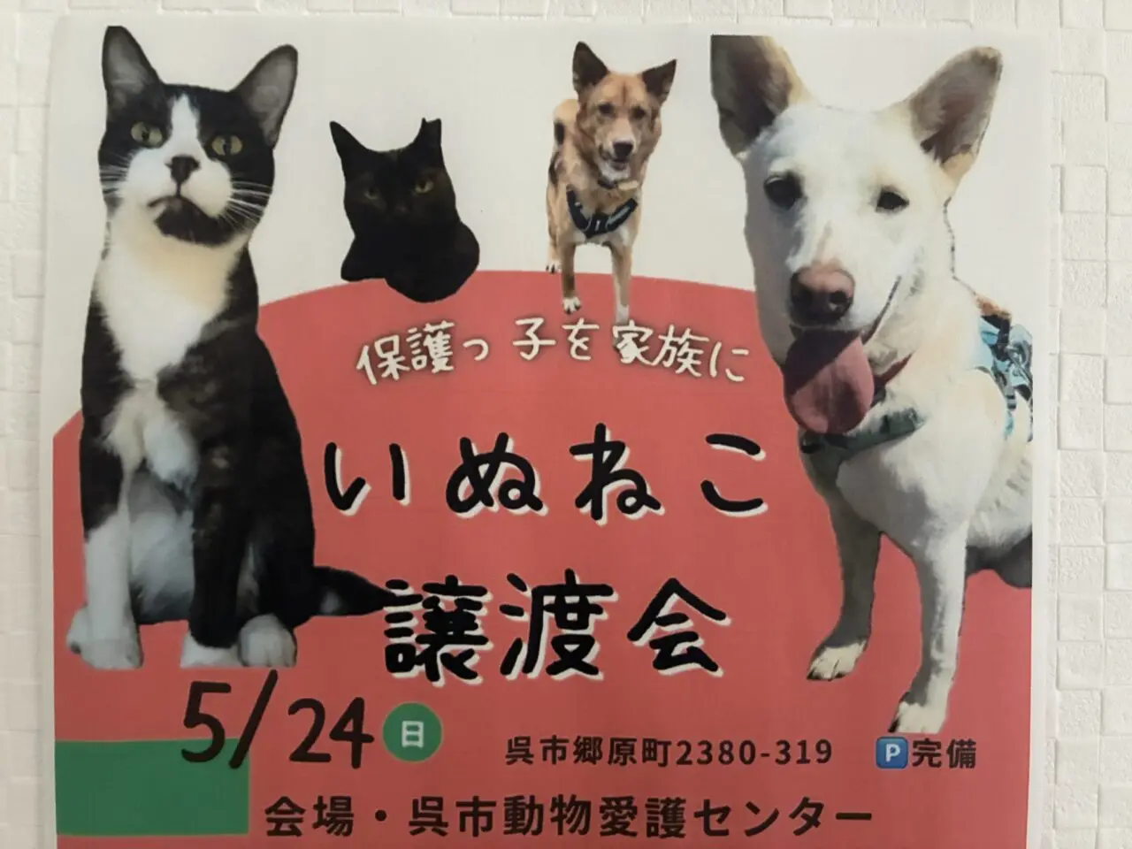 いぬねこ譲渡会