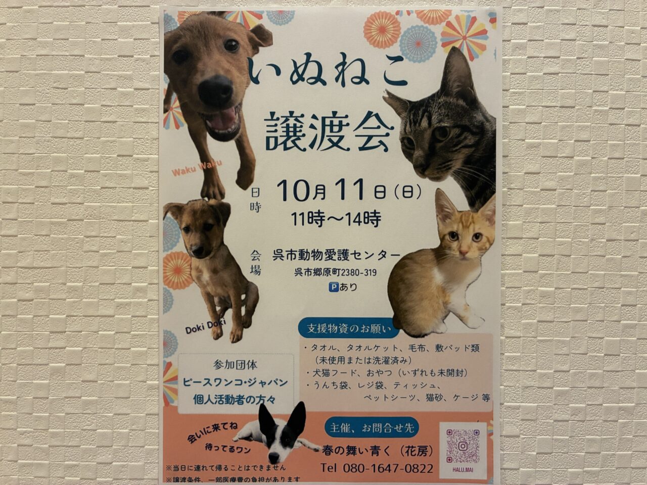 いぬねこ譲渡会