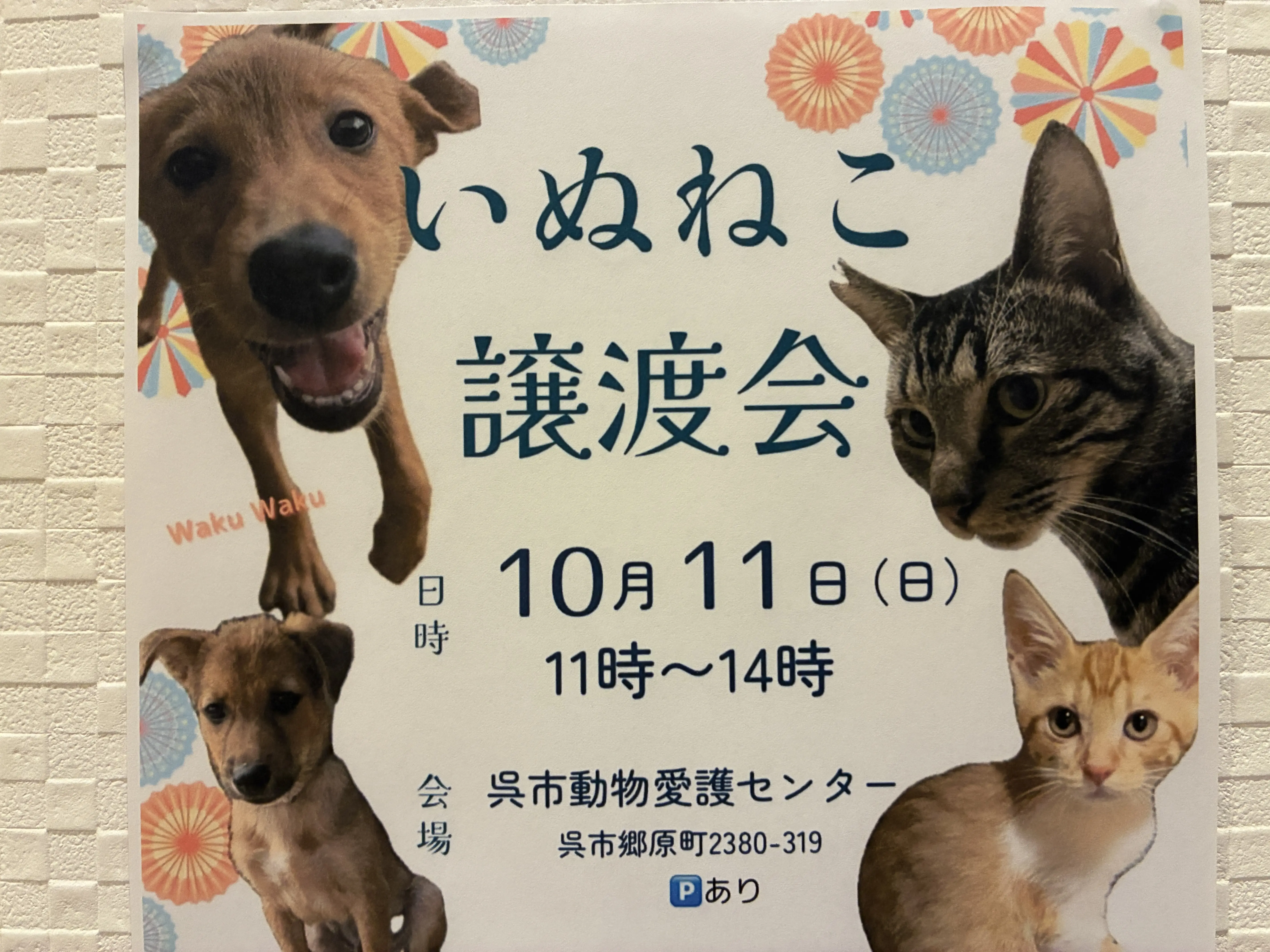 いぬねこ譲渡会